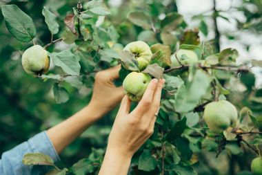 malzeme çekme elma eller kadın