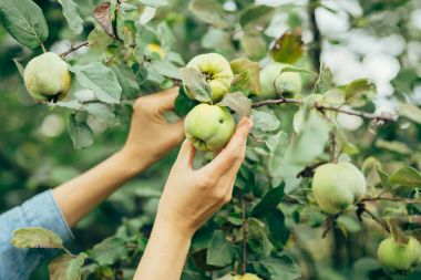 malzeme çekme elma eller kadın