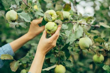 malzeme çekme elma eller kadın