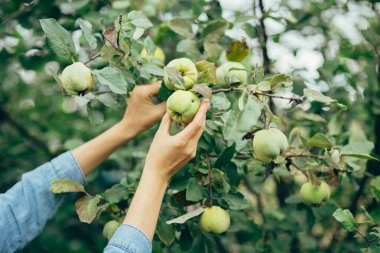 malzeme çekme elma eller kadın