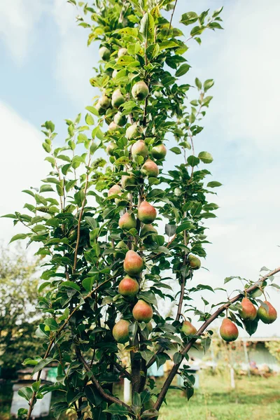 Pere fertili — Foto Stock