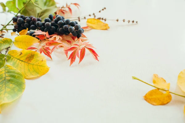Jesienne liście kolaż — Zdjęcie stockowe