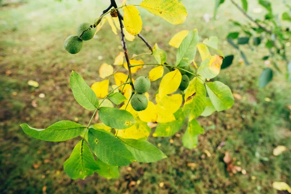 Gröna blad av valnötsträdet — Stockfoto