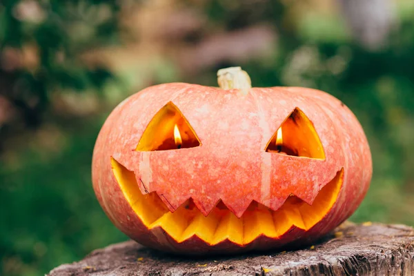 sonbahar halloween balkabağı