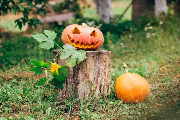 Zucche di Halloween di autunno — Foto Stock