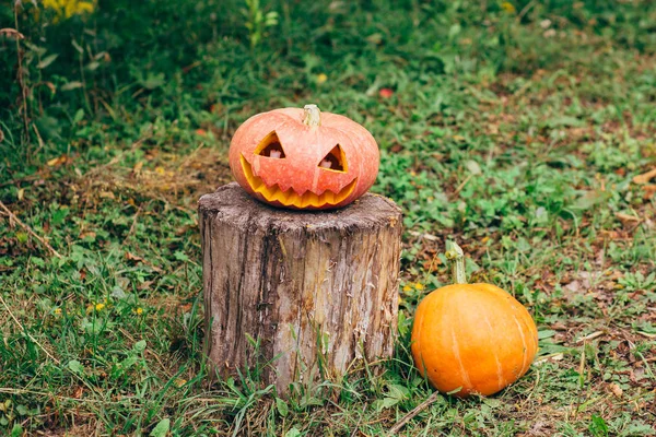 Zucche di Halloween di autunno — Foto Stock