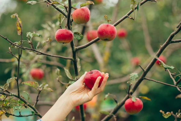 malzeme çekme elma eller kadın