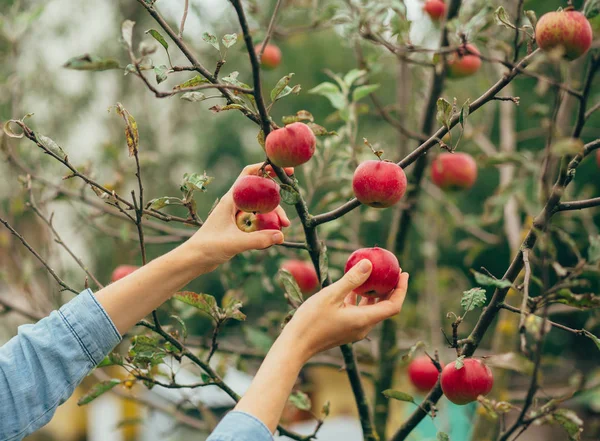 malzeme çekme elma eller kadın