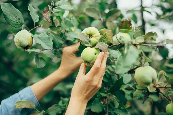 malzeme çekme elma eller kadın