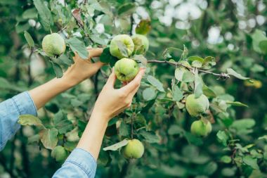 malzeme çekme elma eller kadın