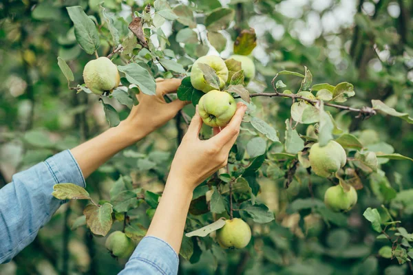 malzeme çekme elma eller kadın