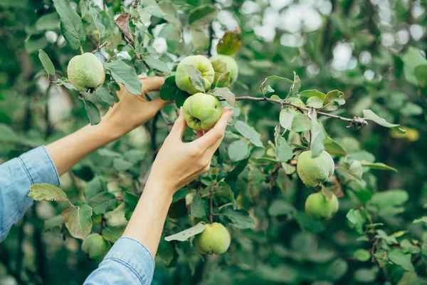 malzeme çekme elma eller kadın