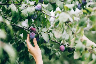 El malzeme çekme Erik