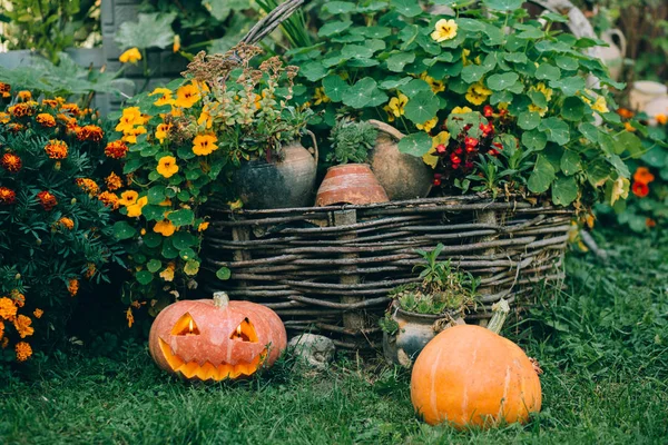 Dynie Halloween w stoczni — Zdjęcie stockowe