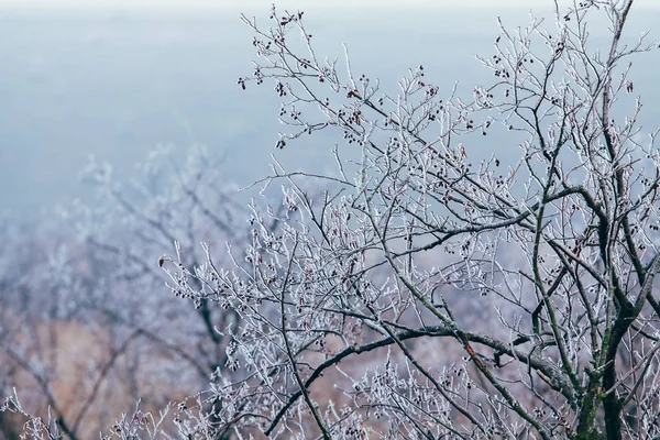 Rami d'albero smerigliati — Foto Stock