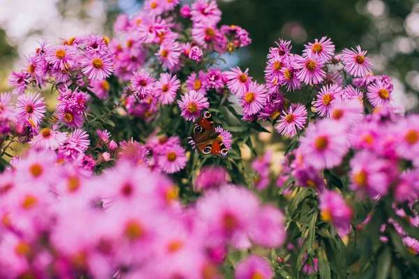 Πεταλούδα που περιβάλλεται από λουλούδια — Φωτογραφία Αρχείου