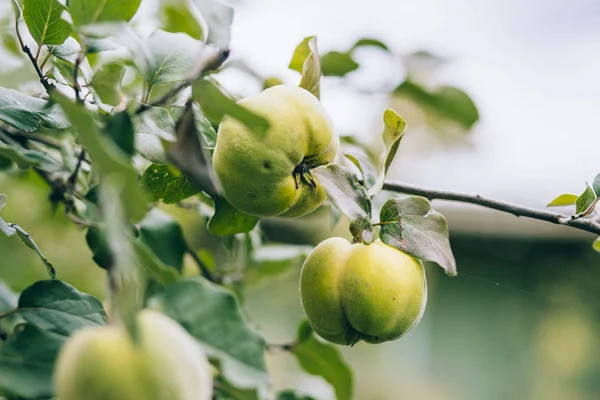 Dal üzerinde olgun yeşil elmalar
