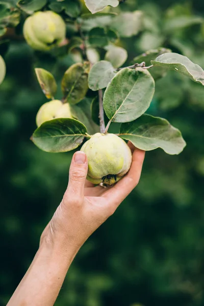 Kobieta ręka pobrania apple — Zdjęcie stockowe