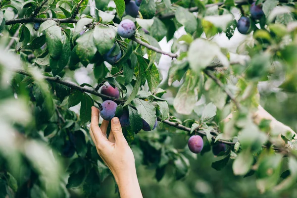 Hand picking plum