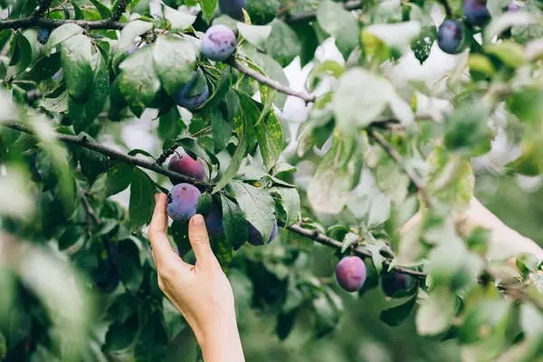 El malzeme çekme Erik