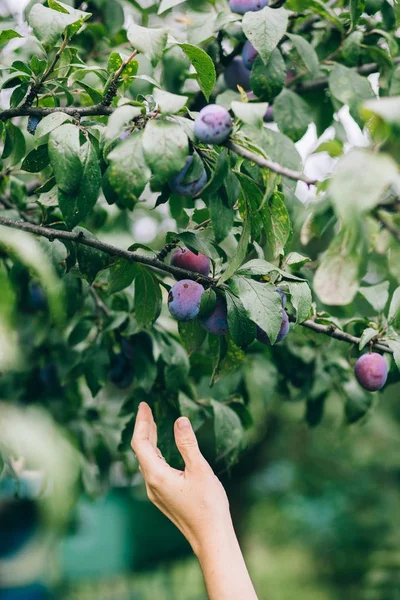 El malzeme çekme Erik