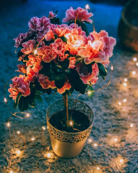 Decoratieve bloemen in pot — Stockfoto