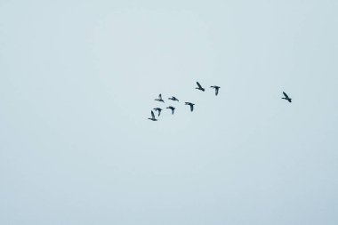 mavi gökyüzünde kuşlar