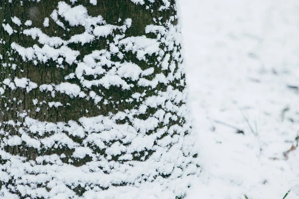 Древесина Покрыта Снегом — стоковое фото