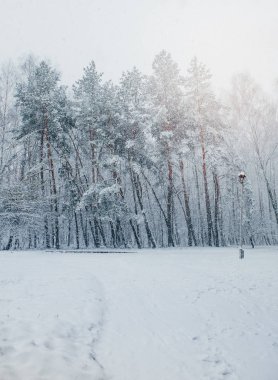 Kar fırtınası Park, kış manzarası