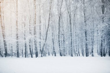 Kar fırtınası Park, kış manzarası