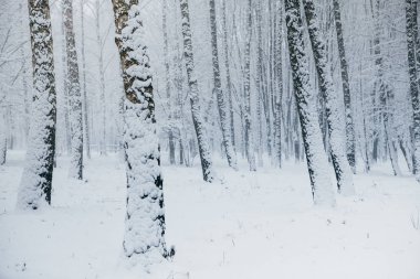 Kar fırtınası Park, kış manzarası
