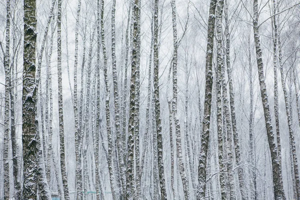 Снежная Буря Парке Зимний Пейзаж — стоковое фото
