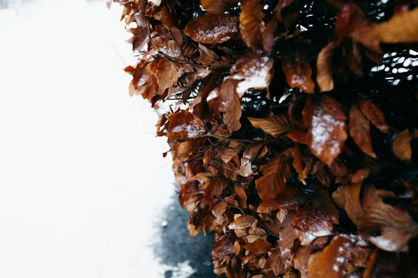 Árbol Cubierto Nieve Primer Plano —  Fotos de Stock