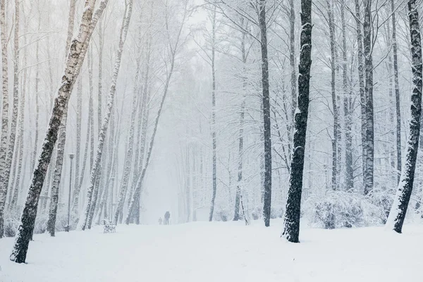 Снежная Буря Парке Зимний Пейзаж — стоковое фото