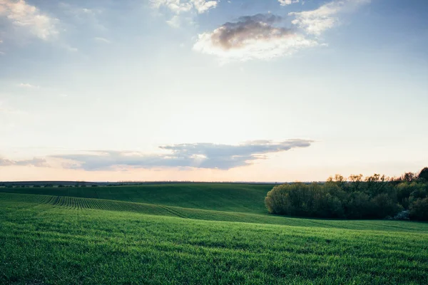 Beau Coucher Soleil Sur Champ Agricole — Photo