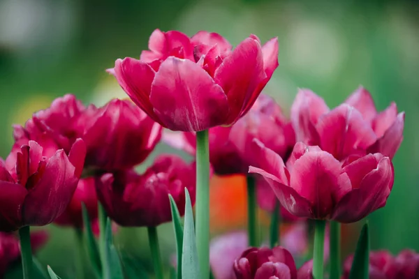 Tulpen Het Voorjaar Tuin — Stockfoto