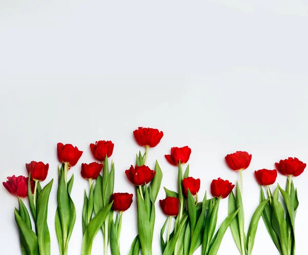 Isolierte Tulpenrahmenanordnung Auf Weißem Hintergrund — Stockfoto