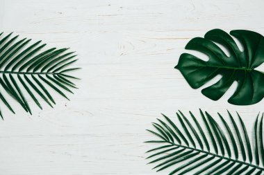 Beyaz ahşap arka plan kopya alanı ile izole Monstera deliciosa ve sarı palm tropikal yaprak