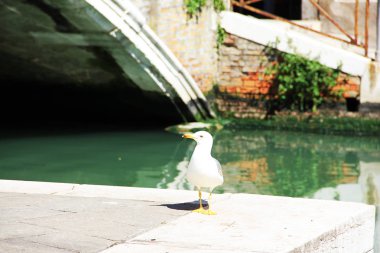 Bir martı kaide üzerinde