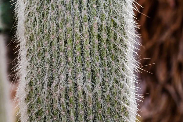 Single fluffy cactus in desert — Stock Photo, Image