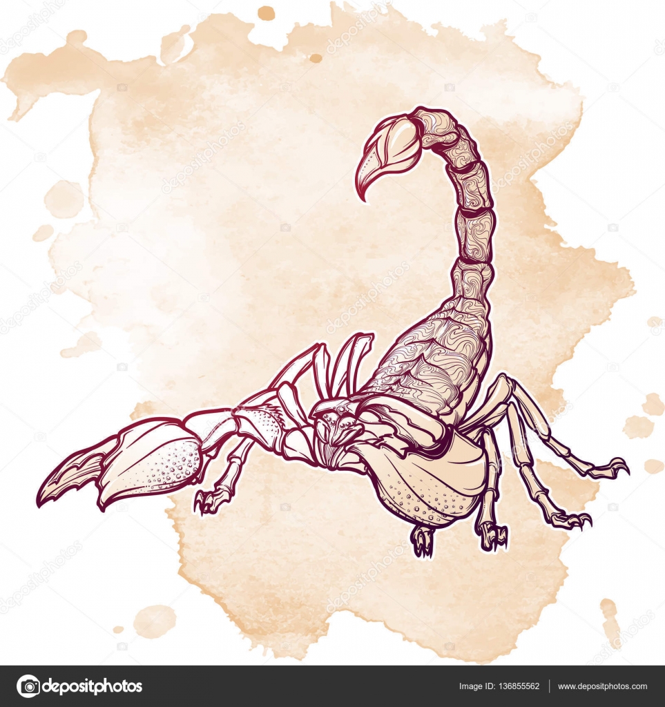 Scorpione realistico dettagliato disegno su sfondo grunge Ornamento decorativo sulla parte posteriore della creatura Tattoo design arte di concetto di
