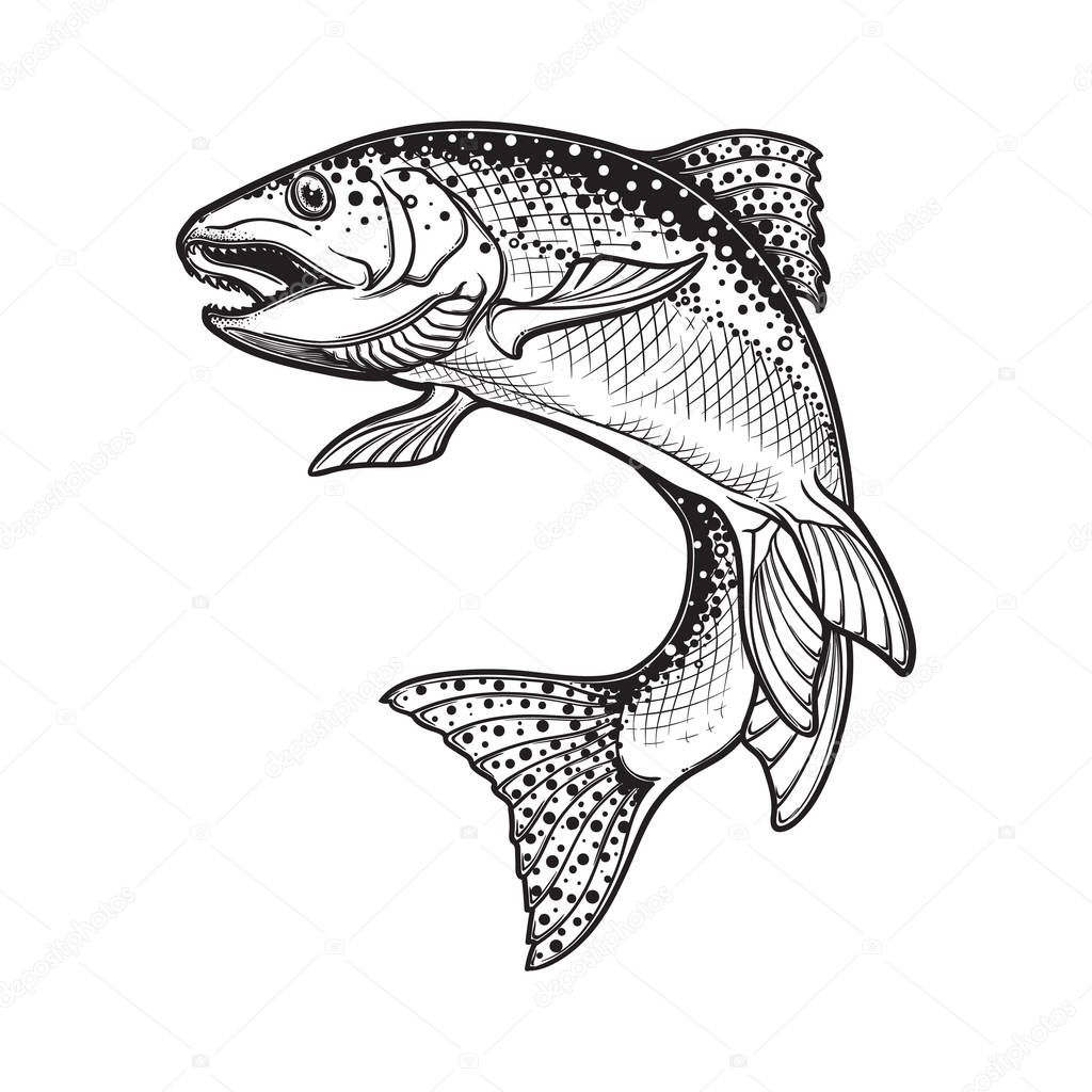 Rainbow trout black and white sketch