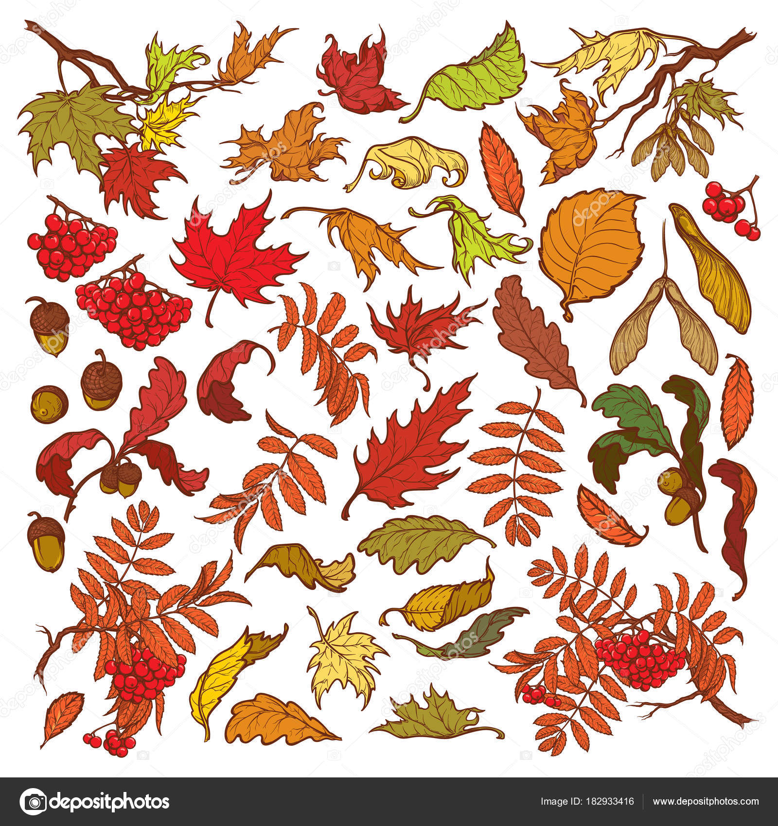 Disegnato a mano rami e foglie di alberi di foresta temperata Autunno colorato set floreale