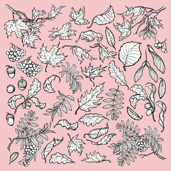 Ramas dibujadas a mano y hojas de árboles forestales templados. Conjunto de estilo boceto blanco y negro aislado sobre fondo rosa. Arce, rowanberry, roble follaje, bellotas y bayas . — Archivo Imágenes Vectoriales