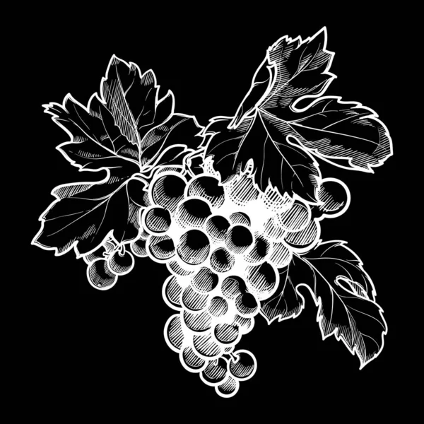 Grappe de raisins avec feuilles. Craie sur un tableau noir — Image vectorielle