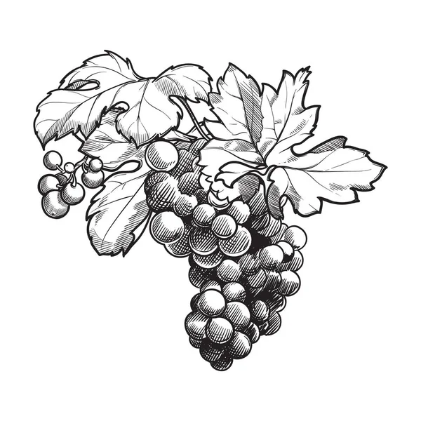 Racimo de uvas con hojas. Dibujo en blanco y negro estilo tinta — Archivo Imágenes Vectoriales