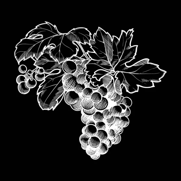 Grappe de raisins avec feuilles. Craie sur un tableau noir — Image vectorielle