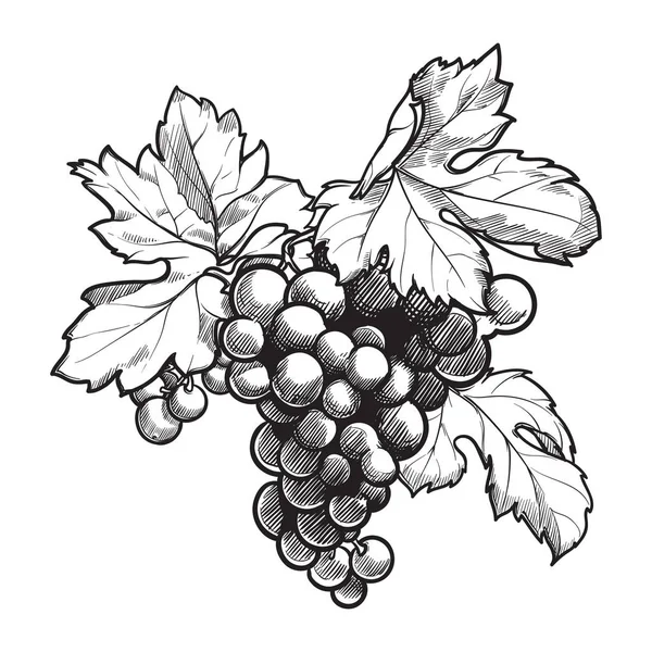 Grappe de raisins avec feuilles. Style encre dessin noir et blanc — Image vectorielle