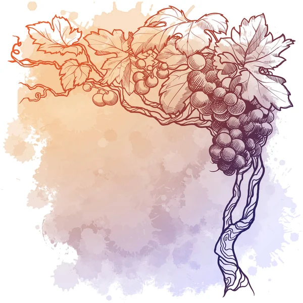Vitigno d'uva. disegno lineare isolato su sfondo con texture ad acquerello. Modello vuoto — Vettoriale Stock