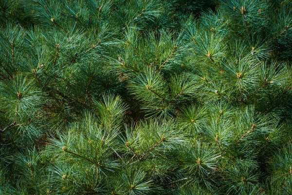 Natural background of fir branches. — Stock Photo, Image